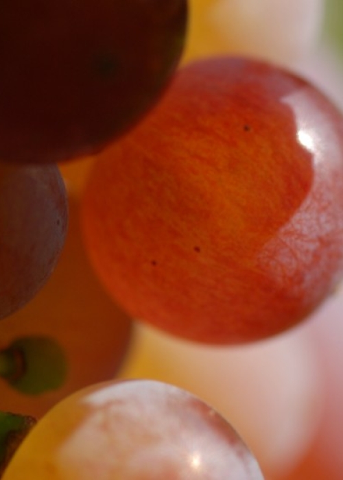 Roter Riesling ANT 0585